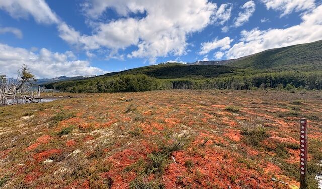 Turberas, las bóvedas de la naturaleza que contribuyen a mitigar el cambio climático.
