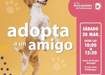 Municipalidad de Punta Arenas invita a jornada de adopción de mascotas este sábado