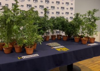 Detienen a hombre por cultivo ilegal de cannabis en Punta Arenas