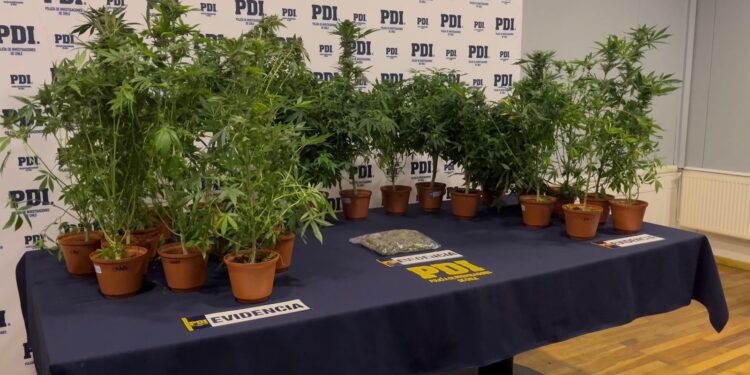Detienen a hombre por cultivo ilegal de cannabis en Punta Arenas