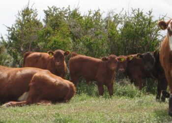 Día Mundial de la Brucelosis: Autoridades resaltan a Magallanes como zona de excelencia sanitaria y libre de la enfermedad.