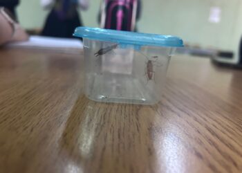 Investigan presencia de cucarachas en el Liceo Sarah Brown y exigen plan de acción sanitario