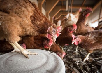 Autoridades llaman a reforzar medidas ante riesgo de influenza aviar en Magallanes