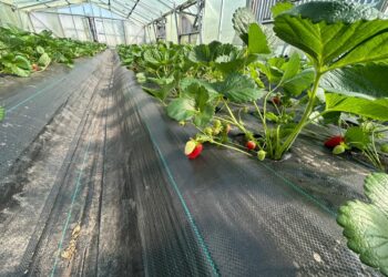 Seminario internacional impulsa cultivo de frutillas y diversificación agrícola en Magallanes