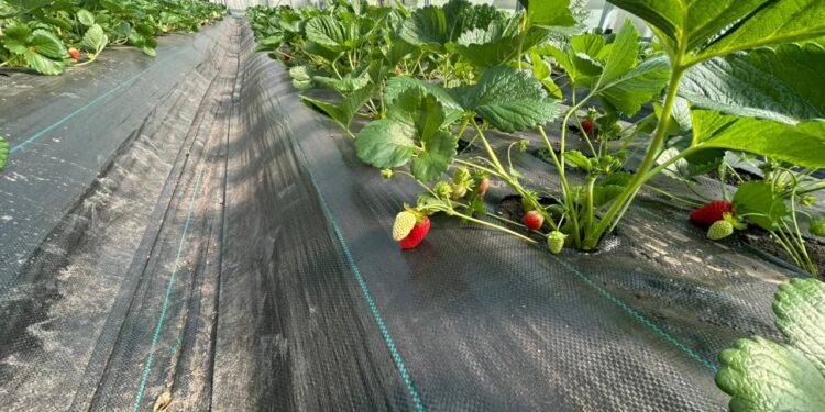 Seminario internacional impulsa cultivo de frutillas y diversificación agrícola en Magallanes