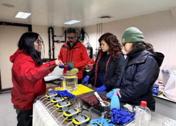 INACH detecta menor abundancia de kril antártico y refuerza monitoreo científico en el océano Austral