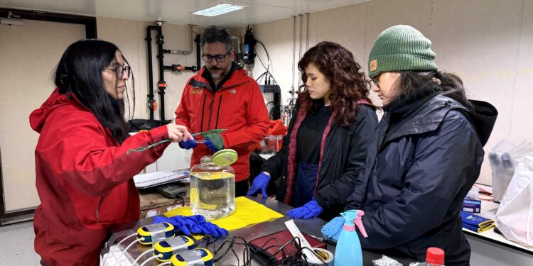 INACH detecta menor abundancia de kril antártico y refuerza monitoreo científico en el océano Austral
