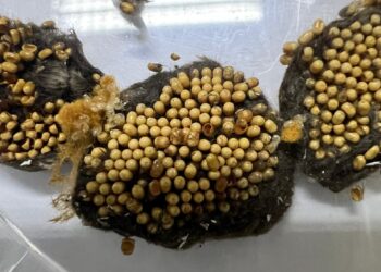 SAG detecta plagas cuarentenarias en embarcación en Punta Arenas y ordena su inmovilización