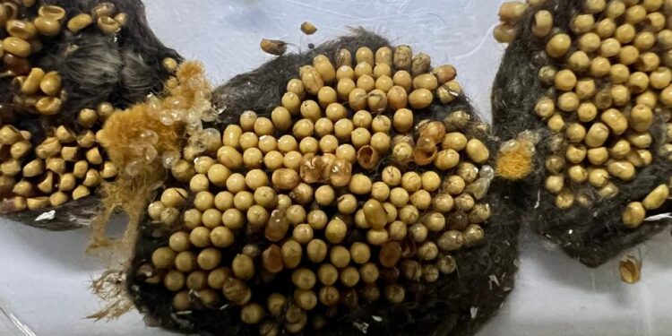 SAG detecta plagas cuarentenarias en embarcación en Punta Arenas y ordena su inmovilización