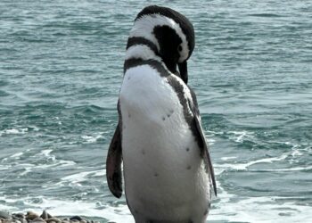 Alerta roja por pingüinos: Expertos U. de Chile identifican amenazas críticas en Chile y la Antártica