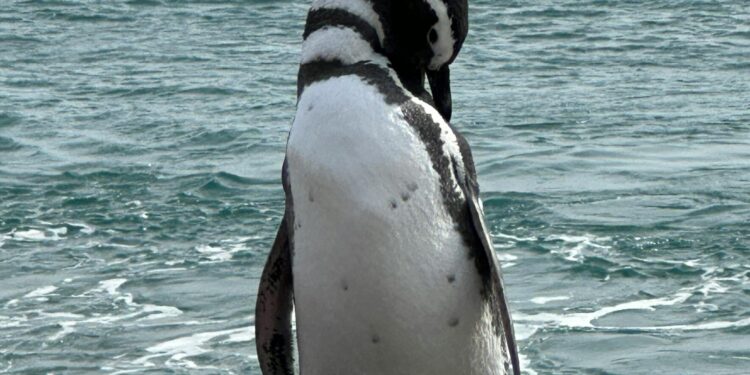 Alerta roja por pingüinos: Expertos U. de Chile identifican amenazas críticas en Chile y la Antártica
