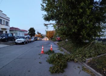 Fuertes vientos causan caída de ramas y complicaciones viales en Punta Arenas.