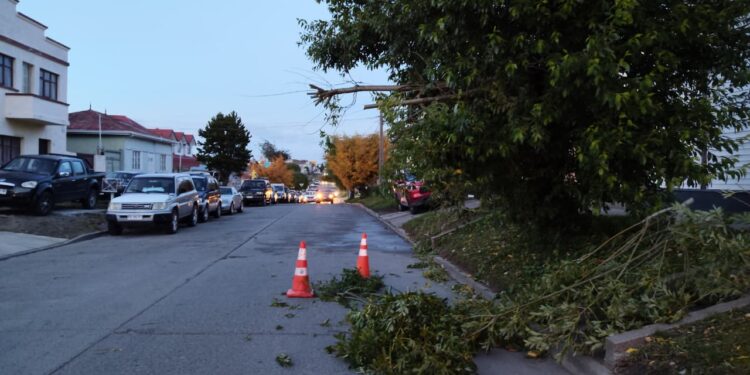 Fuertes vientos causan caída de ramas y complicaciones viales en Punta Arenas.