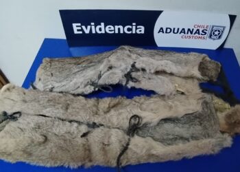 Grave hallazgo en la frontera: Encuentran dos pieles de puma ocultas en un vehículo en el paso Monte Aymond.