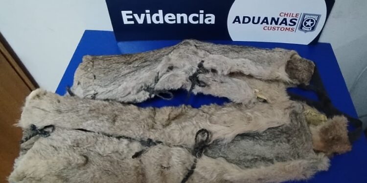 Grave hallazgo en la frontera: Encuentran dos pieles de puma ocultas en un vehículo en el paso Monte Aymond.