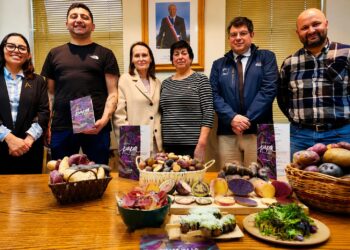 Papas nativas de Magallanes destacan como patrimonio cultural, agrícola y gastronómico de la región
