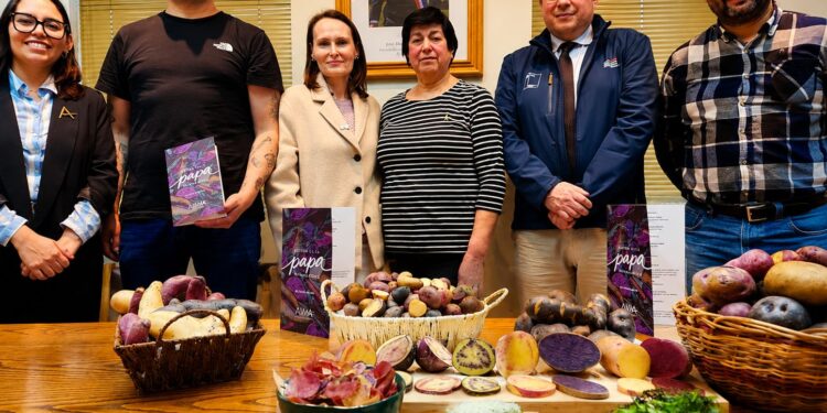 Papas nativas de Magallanes destacan como patrimonio cultural, agrícola y gastronómico de la región