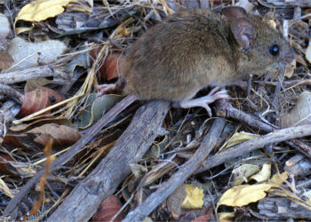 Hantavirus: una enfermedad latente que vuelve preocupar, alerta ácademica Gemma Rojo.