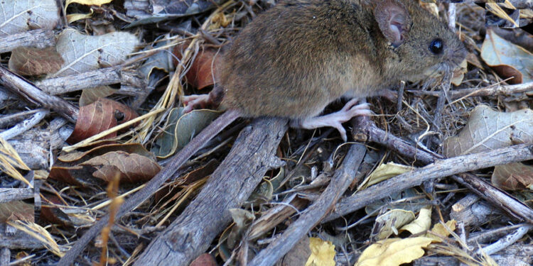 Hantavirus: una enfermedad latente que vuelve preocupar, alerta ácademica Gemma Rojo.