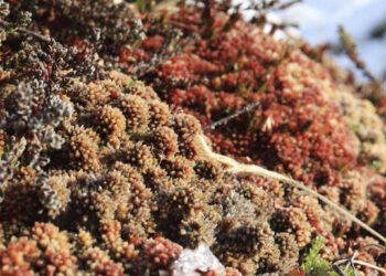 En el extremo sur de Tierra del Fuego «Turberas de Karukinka: guardianes naturales del carbono y la biodiversidad.