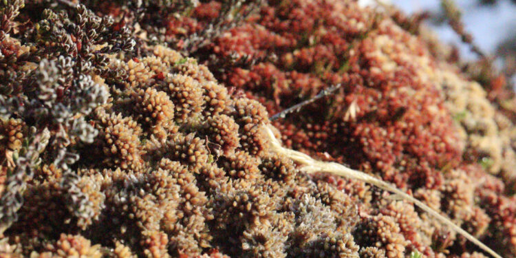 En el extremo sur de Tierra del Fuego «Turberas de Karukinka: guardianes naturales del carbono y la biodiversidad.