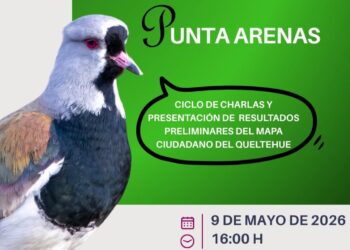 Punta Arenas: Presentan resultados preliminares del Mapeo Ciudadano del Queltehue en el Museo Borgatello.