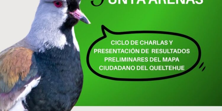 Punta Arenas: Presentan resultados preliminares del Mapeo Ciudadano del Queltehue en el Museo Borgatello.