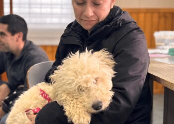 Operativo de esterilización en Puerto Natales alcanzó meta de 1.500 mascotas intervenidas