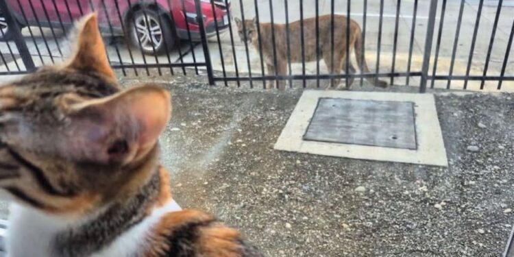 Continúa suelto puma avistado en sector norte de Punta Arenas, llaman a no enfrentarlo ni intentar capturarlo