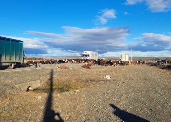 Un camión atropella a cinco vacunos que eran arreados en la Ruta 9 Norte, a la altura de Villa Tehuelches.