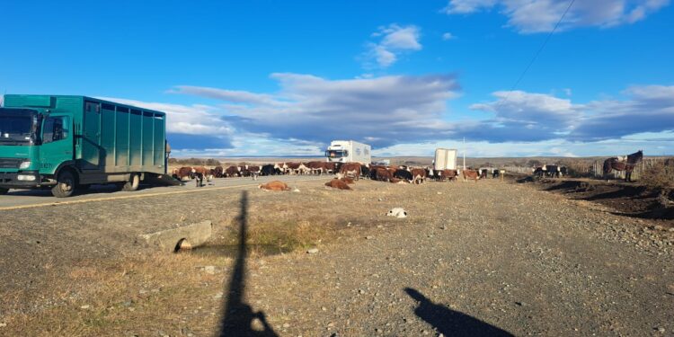 Un camión atropella a cinco vacunos que eran arreados en la Ruta 9 Norte, a la altura de Villa Tehuelches.