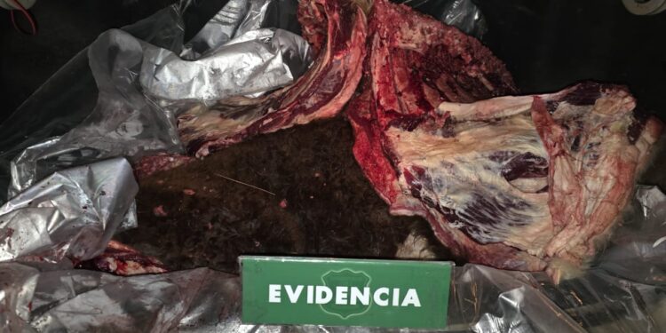 Dos detenidos por abigeato en estancia de Torres del Paine,incautan restos de vacuno faenado y un rifle sin documentación