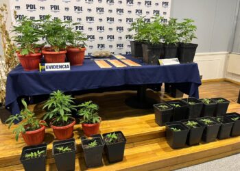 Detienen a hombre en Punta Arenas por tráfico de drogas y cultivo de cannabis,incautan 40 plantas y más de $3 millones en efectivo