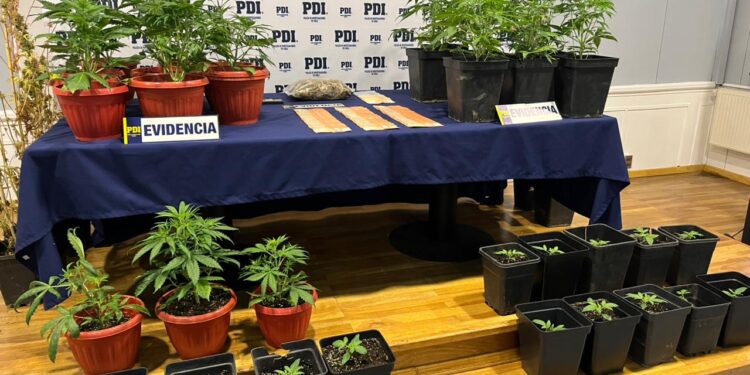 Detienen a hombre en Punta Arenas por tráfico de drogas y cultivo de cannabis,incautan 40 plantas y más de $3 millones en efectivo