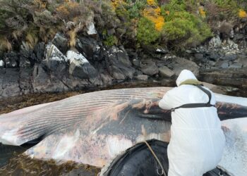 Investigan hallazgo de ocho ballenas muertas en remota bahía al sur de Puerto Williams