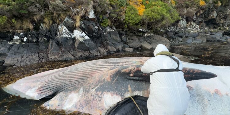 Investigan hallazgo de ocho ballenas muertas en remota bahía al sur de Puerto Williams