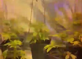 Detienen a hombre por secuestro, femicidio frustrado y cultivo de cannabis tras violento episodio de violencia intrafamiliar en Punta Arenas