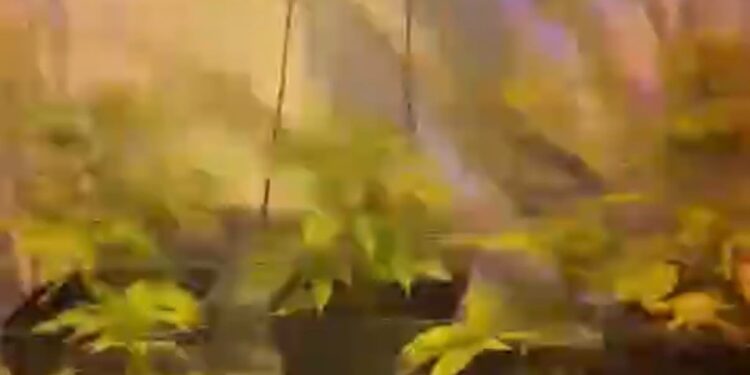 Detienen a hombre por secuestro, femicidio frustrado y cultivo de cannabis tras violento episodio de violencia intrafamiliar en Punta Arenas