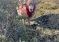 Gobierno condena nuevo ataque de perros a ganado en Tierra del Fuego y anuncia cambios normativos para enfrentar la problemática