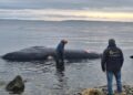Sernapesca investiga varamiento de ballena Sei en el Seno Otway