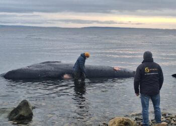 Sernapesca investiga varamiento de ballena Sei en el Seno Otway