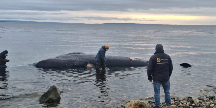 Sernapesca investiga varamiento de ballena Sei en el Seno Otway