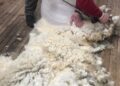 Magallanes concreta primer envío de lana ovina chilena al mercado de India