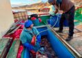 Autoridades refuerzan medidas de seguridad y fiscalización previo al inicio de la temporada de centolla en Puerto Williams
