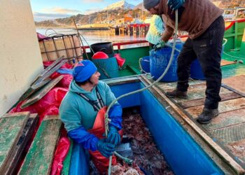Autoridades refuerzan medidas de seguridad y fiscalización previo al inicio de la temporada de centolla en Puerto Williams