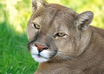 Puma juvenil murió tras ser atropellado en la ruta CH-255 camino a Monte Aymond