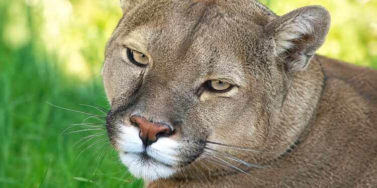 Puma juvenil murió tras ser atropellado en la ruta CH-255 camino a Monte Aymond