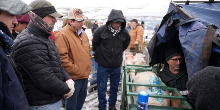Capacitan a productores ovinos de Río Verde para fortalecer la productividad del sector ganadero