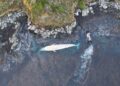 Hallan ocho ballenas muertas en remota bahía al sur de Puerto Williams, investigan causas del varamiento