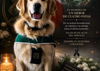 Con dolor y gratitud Magallanes despide a Golfo, el can detector de drogas que entregó su vida al servicio de Chile
